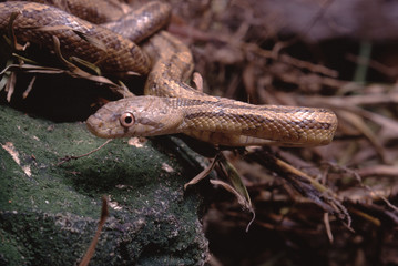 Northwestern Garter Snake (Thamnophis Ordinoides)