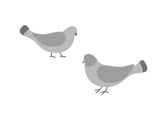 Pigeon birds, animals eating and walking on ground vector. Flock of doves with feathers wings , grey plume, plumage of small bullfinches in motion