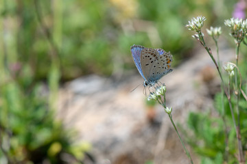Lycaenidae / Gümüş Lekeli Esmergöz / / Plebejus argus