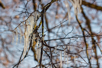 Long icicles on the branches of a tree, Ice pellets