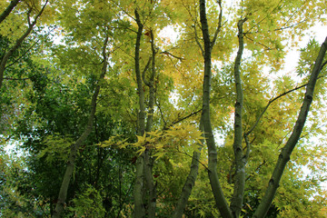 Bosquet à Maulévrier (France)