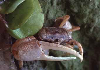 Fiddler Crab (Ocypodidae)