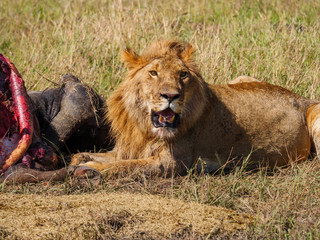 East african lion protecting his cape buffalo prey