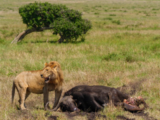 East african lion protecting his cape buffalo prey