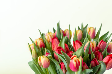 Fototapeta premium Colorful spring flowers, bouquet of tulips isolated on white background useful as mother's day card or women's day gift