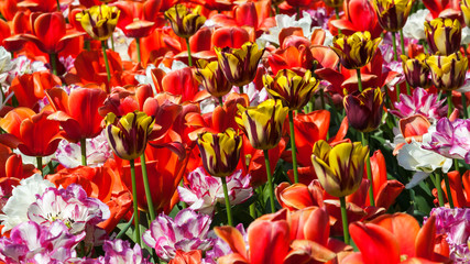 Background of colorful tulips