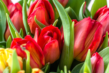 Flowering red tulips, spring background with flowers, macro