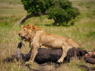 Fototapeta na wymiar East african lion protecting his cape buffalo prey