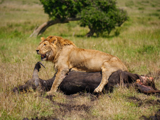 East african lion protecting his cape buffalo prey