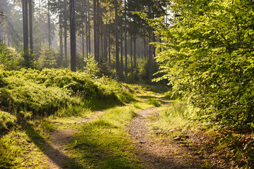 Fototapeta premium romantischer Wald mit Sonnenstrahlen als Hintergrund