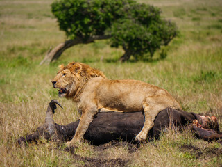 East african lion protecting his cape buffalo prey