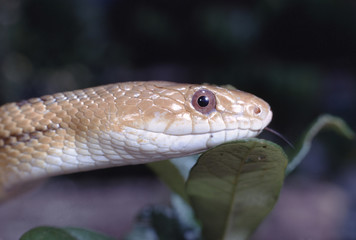 Yellow Rat Snake (Spilotes Pullatus)