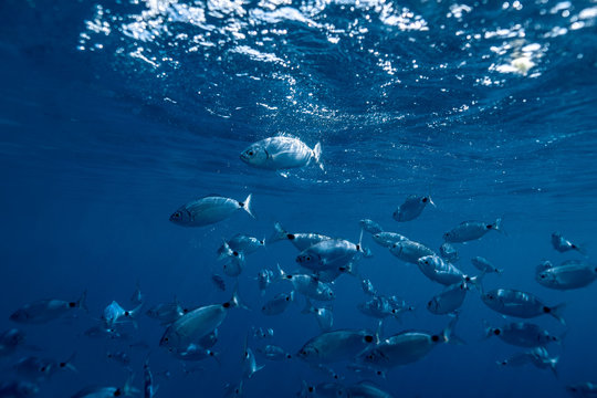 Ringel bream under water, under water photography of ocean fish in Croatia, fish swarm close up photo, amazing blue ocean with little fish in it, 