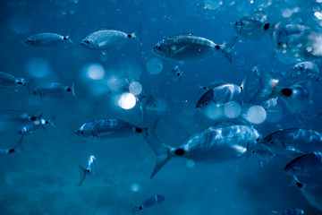Fototapeta premium Ringel bream under water, under water photography of ocean fish in Croatia, fish swarm close up photo, amazing blue ocean with little fish in it, 