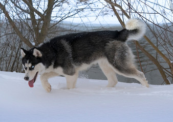 siberian husky in winter