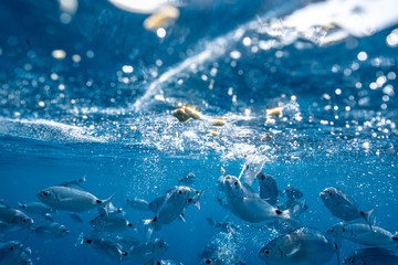 Naklejka premium Ringel bream under water, under water photography of ocean fish in Croatia, fish swarm close up photo, amazing blue ocean with little fish in it, 