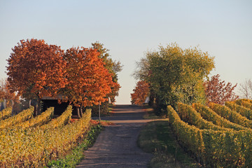 Naklejka premium Weinreben im Herbst