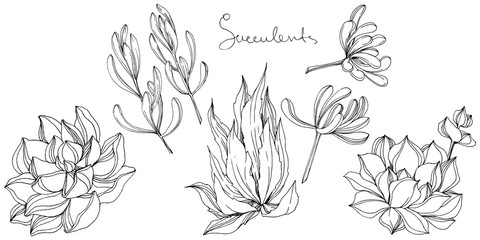 Vector Succulent floral botanical flower. Black and white engraved ink art. Isolated succulents illustration element.
