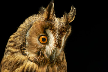 Buho Chico. Asio Otus