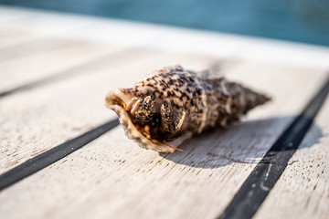 hermit crab on the beach