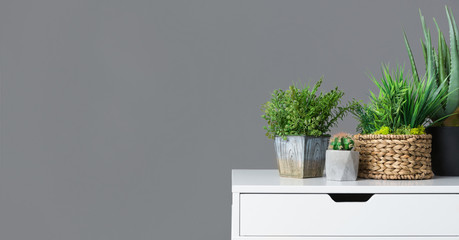 White table with evergreen houseplants on grey background