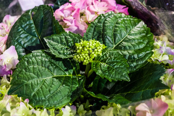 Spring flowers, gift. March 8. The pink hydrangea blossoms in a pot. Flower shop. Plant, botany.