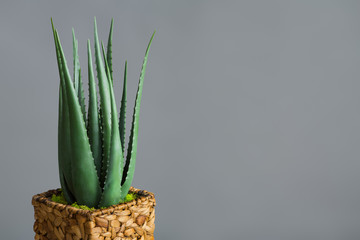 Aloe vera plant in flowerpot on grey background