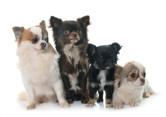 group of chihuahuas