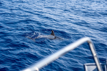 dolphin in ocean in croatia