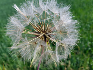 Obraz premium Wiesen-Bocksbart; Tragopogon Pratensis