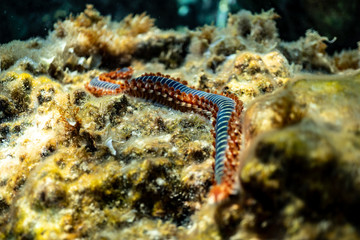 Obraz na płótnie Canvas fish on coral reef, under water wurm in the ocean of croatia