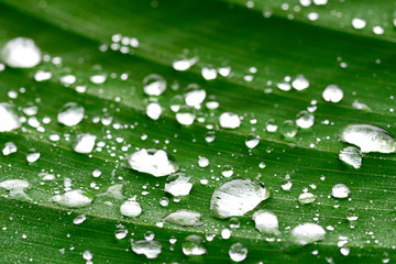 Droplet on green banana leaf.