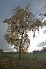 Fototapeta premium einzelner Laub-Baum