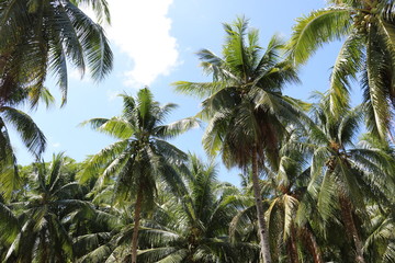 Fototapeta na wymiar Tropical palm and sun