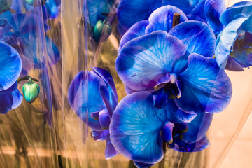 Spring flowers, gift. March 8. Bright and blue orchids in a pot and in transparent packing. Beautifully and unusually. Flower shop