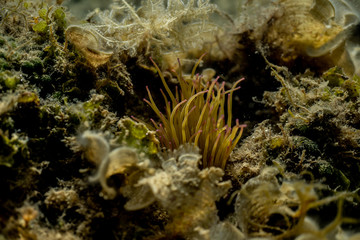 Fototapeta na wymiar Anemonia sulcata, Sea anemone tentacles, Mediterranean sea