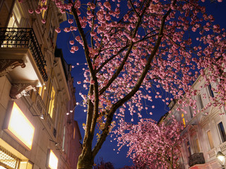 Kirschblüten in der Nacht blaue Stunde