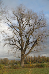 Fototapeta na wymiar einzelner Laub-Baum