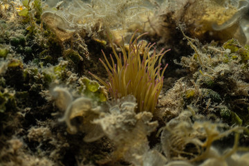 Anemonia sulcata, Sea anemone tentacles, Mediterranean sea