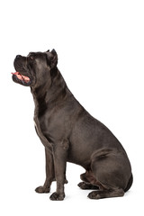 Cane Corso dog on white background