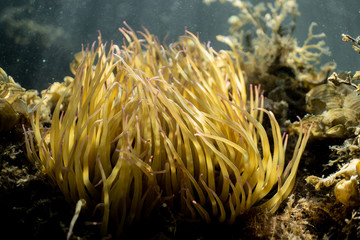 Naklejka na ściany i meble Anemonia sulcata, Sea anemone tentacles, Mediterranean sea