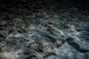school of fish underwater, Underwater shot with sunrays and fishes in deep tropical sea, Tropical sea underwater shot