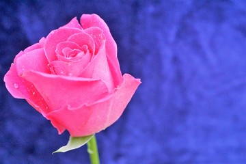 pink rose on blue background