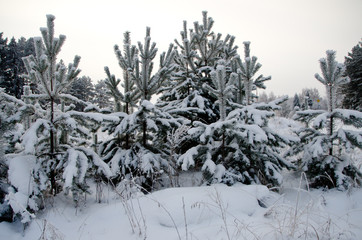 beautiful winter forest landscape