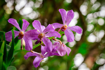 Image of beautiful purple orchid flowers in the garden.
