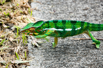 caméléon