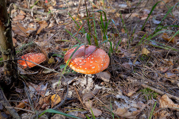 Amanita muscaria, commonly known as the fly agaric or fly amanita.