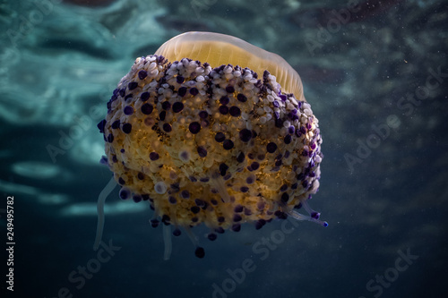 Cotylorhiza Tuberculata Fried Egg Jellyfish Jellyfish