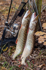 Freshwater pike fish. Two freshwater pike fish on fish stringer and fishing rod with reel on...