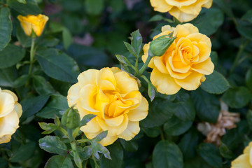 Beautiful yellow rose bush growing in the garden. - Powered by Adobe
